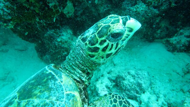 写真 緑のカメ