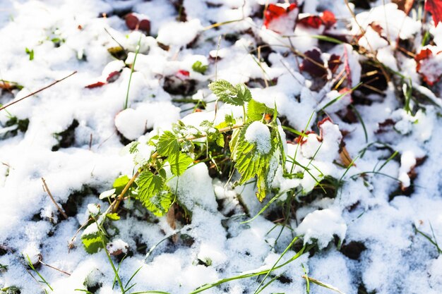 初雪で覆われた芝生の上の緑の小枝