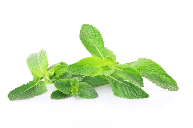 Green twig of mint isolated on white