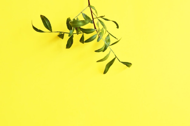 green twig at the top of the screen on a yellow background