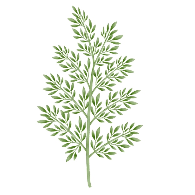 Foto ramoscello verde su sfondo bianco