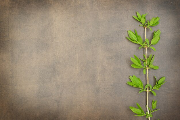 Photo green twig with leaves on brown surface ecology background