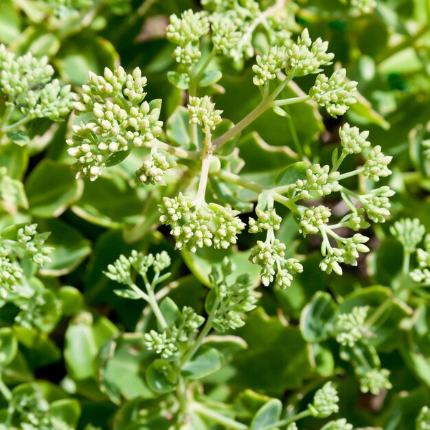 セダム植物の緑の小枝