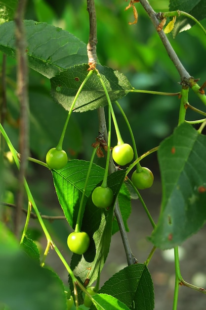 green unripe cherry grows and ripens on a cherry tree branch