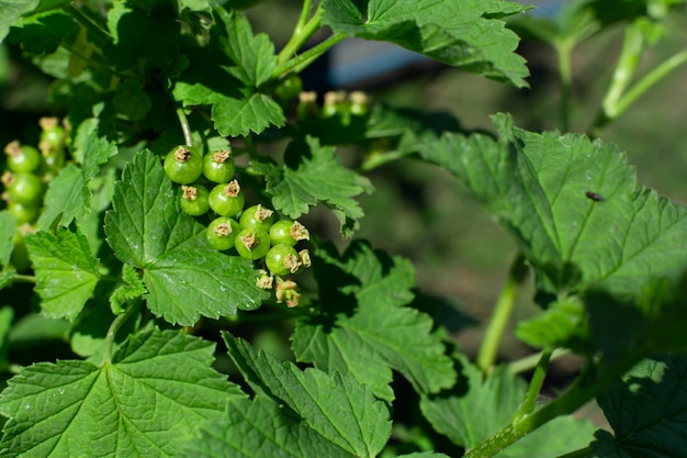 Uva spina non mature verdi su un cespuglio nel giardino.