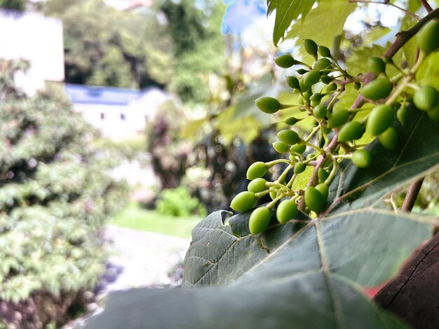 green unripe grapes on a branch in garden