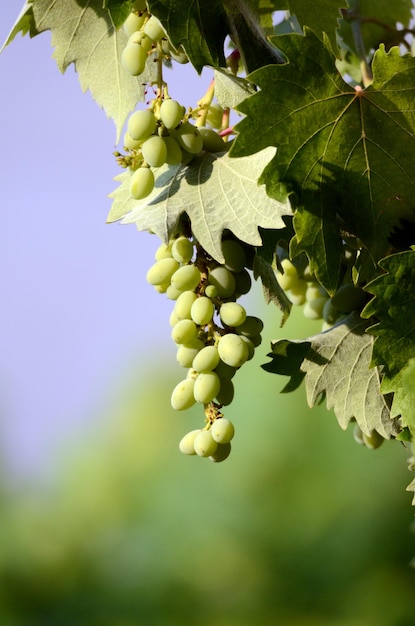 Green unripe grapes