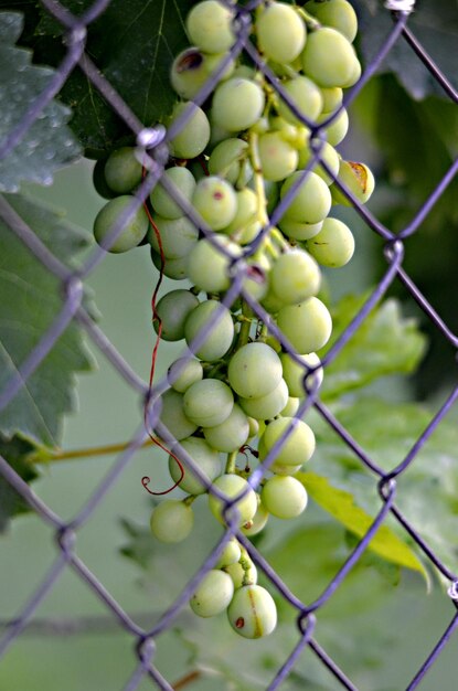 Green unripe grapes