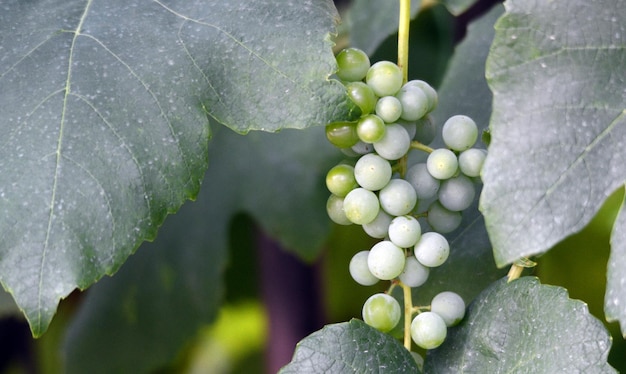 Green unripe grapes