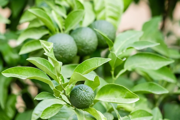 Green unripe oranges or limes on a tree Harvest and farm concept