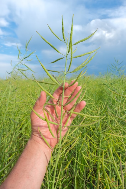 Green unripe pod of rapeseed in a mans hand against cloudy blue sky