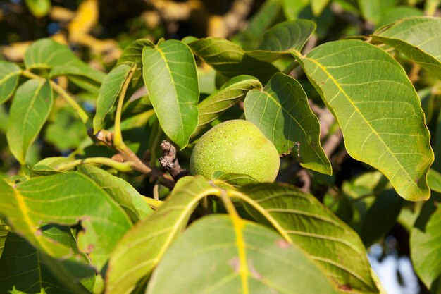 Green unripe round walnuts during growth, closeup in summer or early autumn