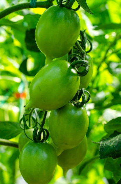 Green unripe tomatoes grow on bushes in greenhouse. 