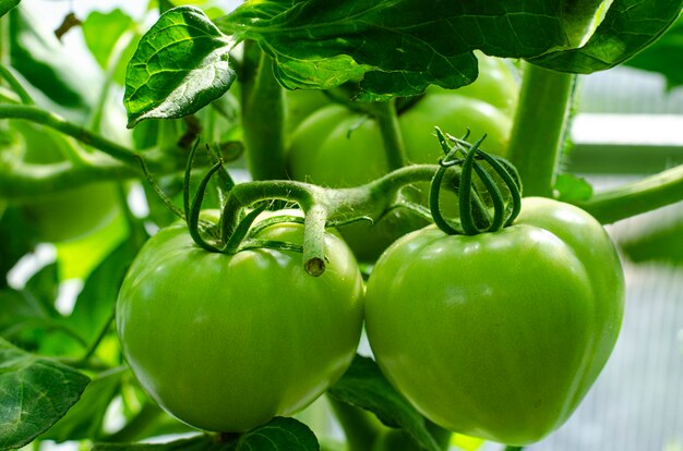 Green unripe tomatoes grow on bushes in greenhouse. 