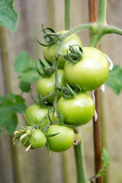 茂みに生えている緑色の未熟トマト。庭の有機野菜。