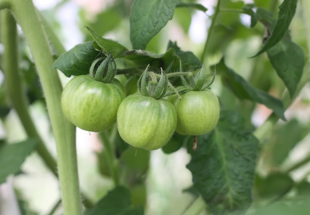 Green unripe tomatoes growing in the greenhouse.