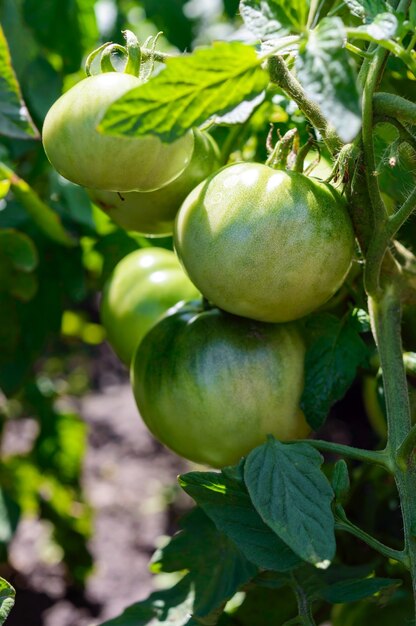 Green unripe tomatoes growing on the stems to the ground.