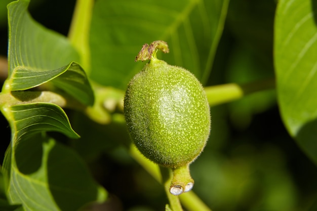 Green unripe walnut growing on a tree