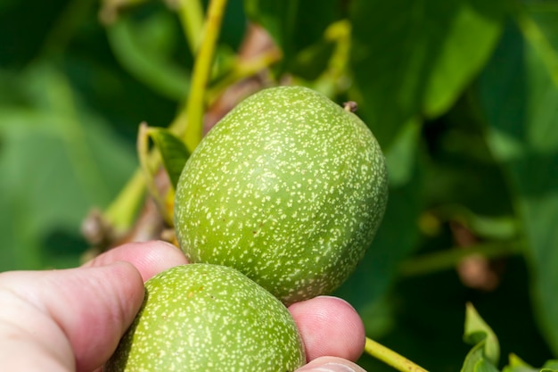 Green unripe walnuts in the summer, a tree with green walnuts in walnut farming