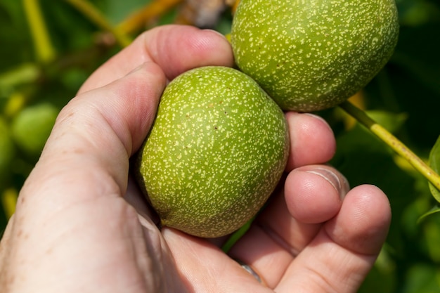 Green unripe walnuts in the summer