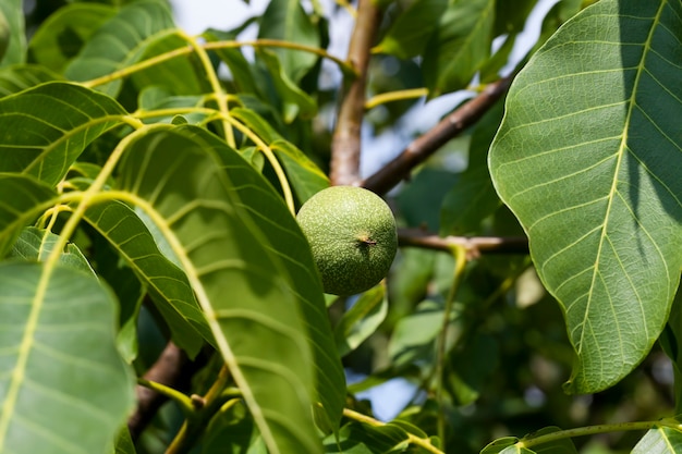 Green unripe walnuts in the summer