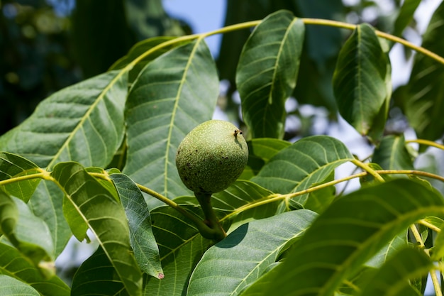 Green unripe walnuts in the summer