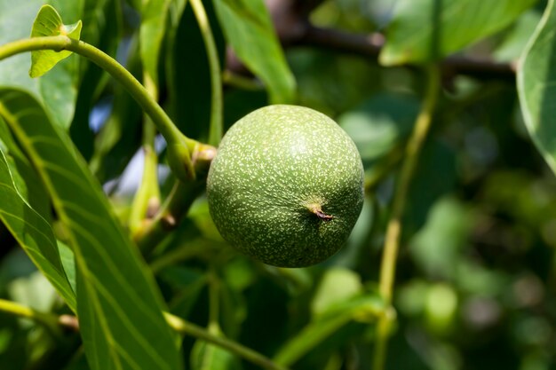 Green unripe walnuts in the summer