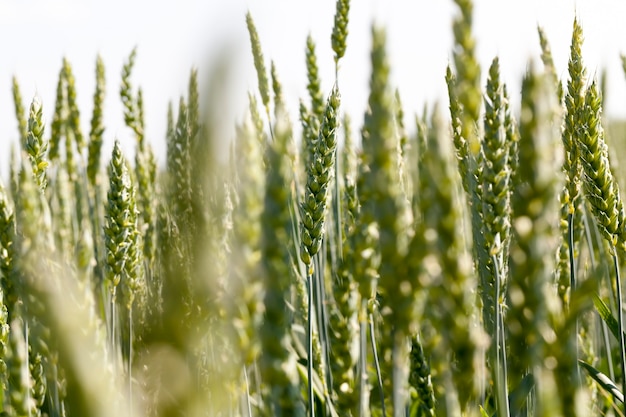 Green unripe wheat in the field, agriculture field where wheat plants are grown