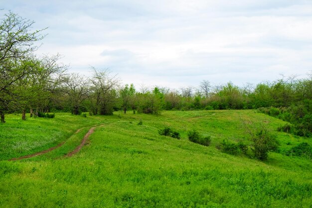 Green valley in forest