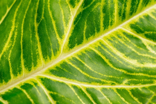 Green variegated plant Syngonium albolineatum Golden Venation closeup Home plant concept