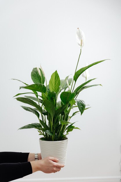 A green vase for the home in a beautiful pot is photographed against a light background in male hands