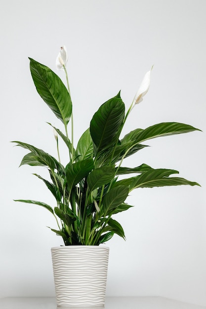 A green vase for the home in a beautiful pot is photographed against a light background