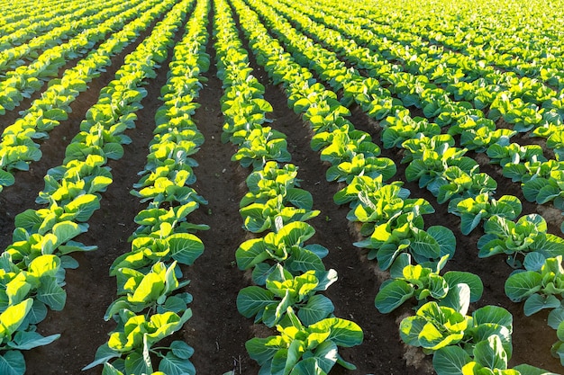 Green vegetable on the field