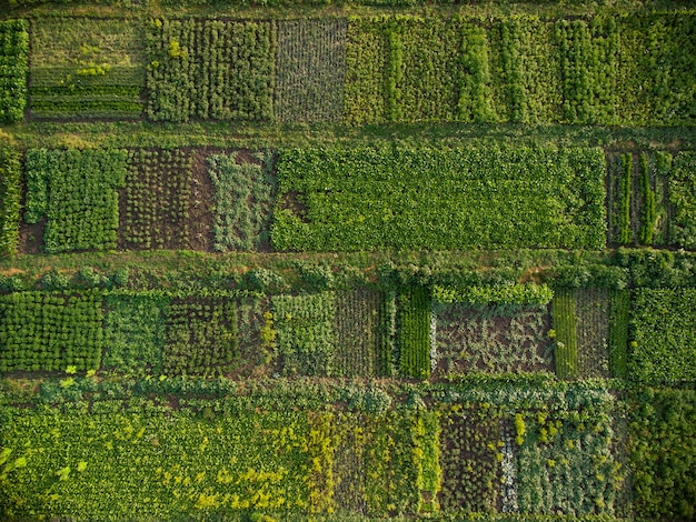 緑の野菜畑、空撮