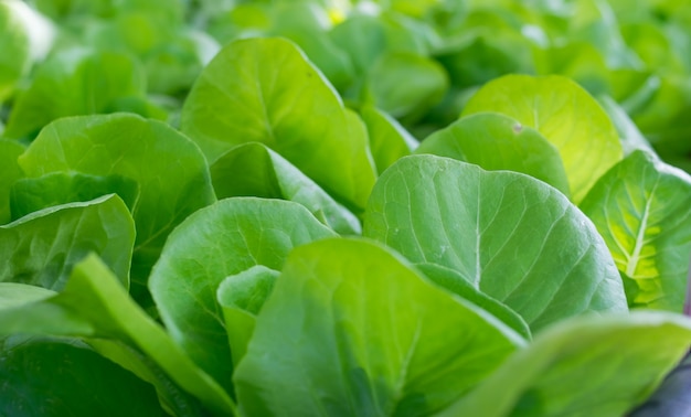 green vegetables background