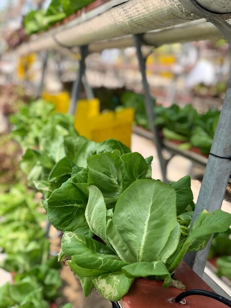 Photo green vegetables grow in a special place