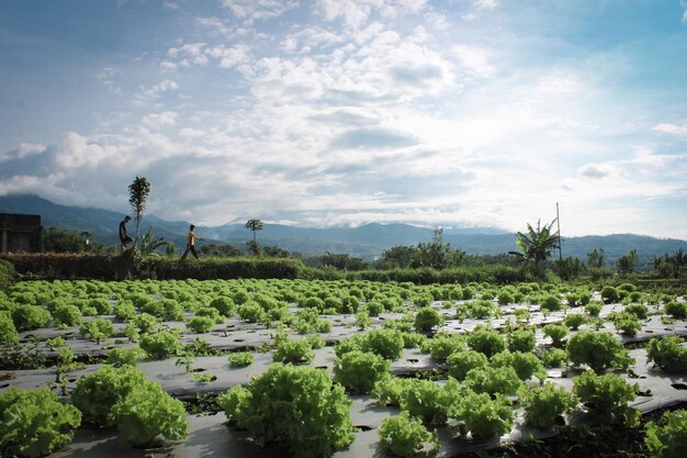 Green vegetables