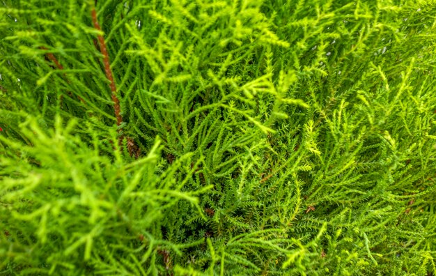 green vegetation background