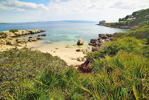 Зеленая растительность и синее море в Сардинии Италии