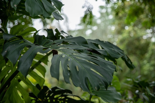 森の中の緑の植生夏の日の美しい緑の風景