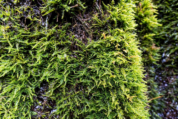 Green vegetation on wet stone Moss texture background with copy space