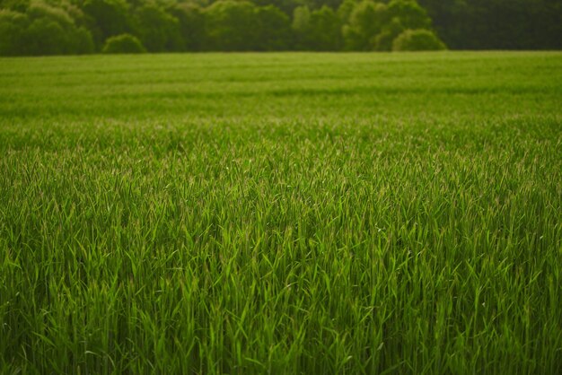 Green vibrant field in spring