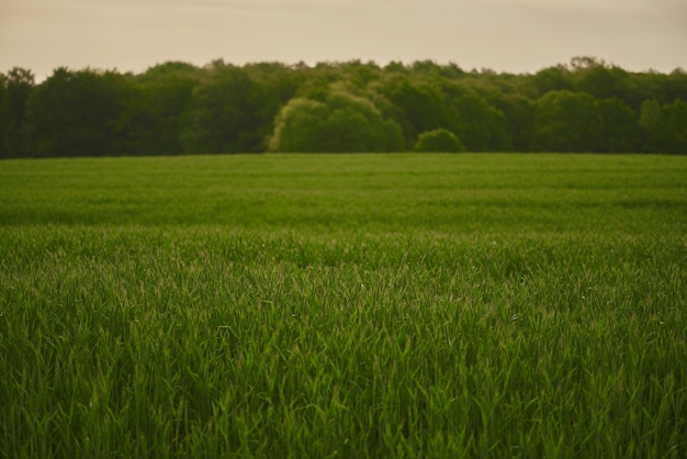 Green vibrant field in spring