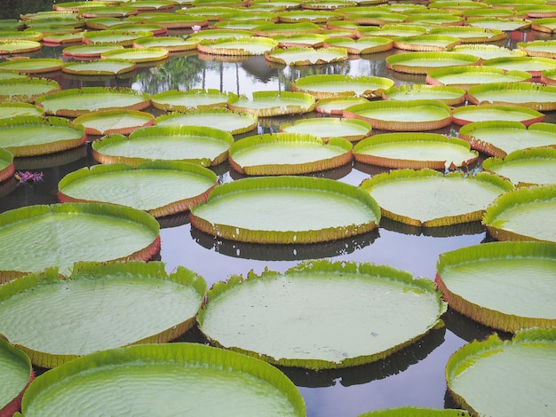 池に浮かぶ緑のビクトリアロータスの葉