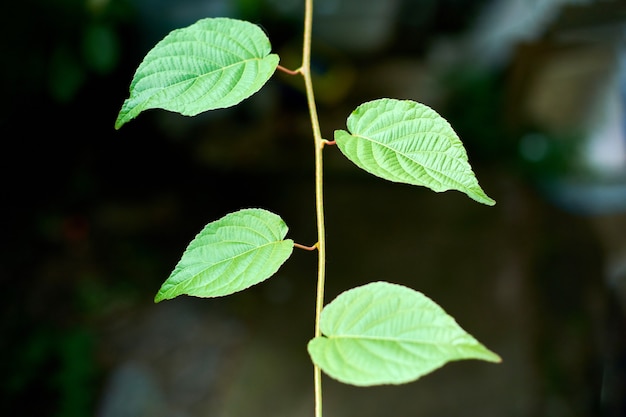 Green vine leaves outside in nature