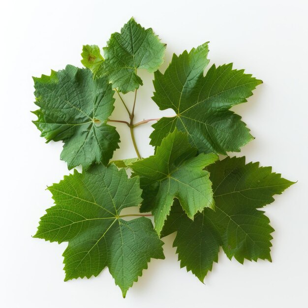 green vine leaves on white background