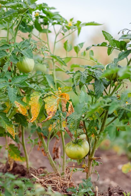 緑のつるトマト枝に生えているつるトマトのトマト緑の野菜