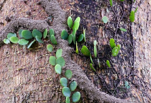 Green vines and termite houses on tree trunks