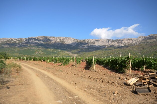 Green vineyards in Crimea Ukraine with mountains at background