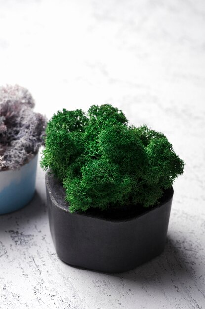 Photo green and violet moss in concrete pot. modern home decoration